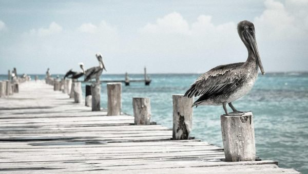 Featured image for Bold YouTube Titles Template